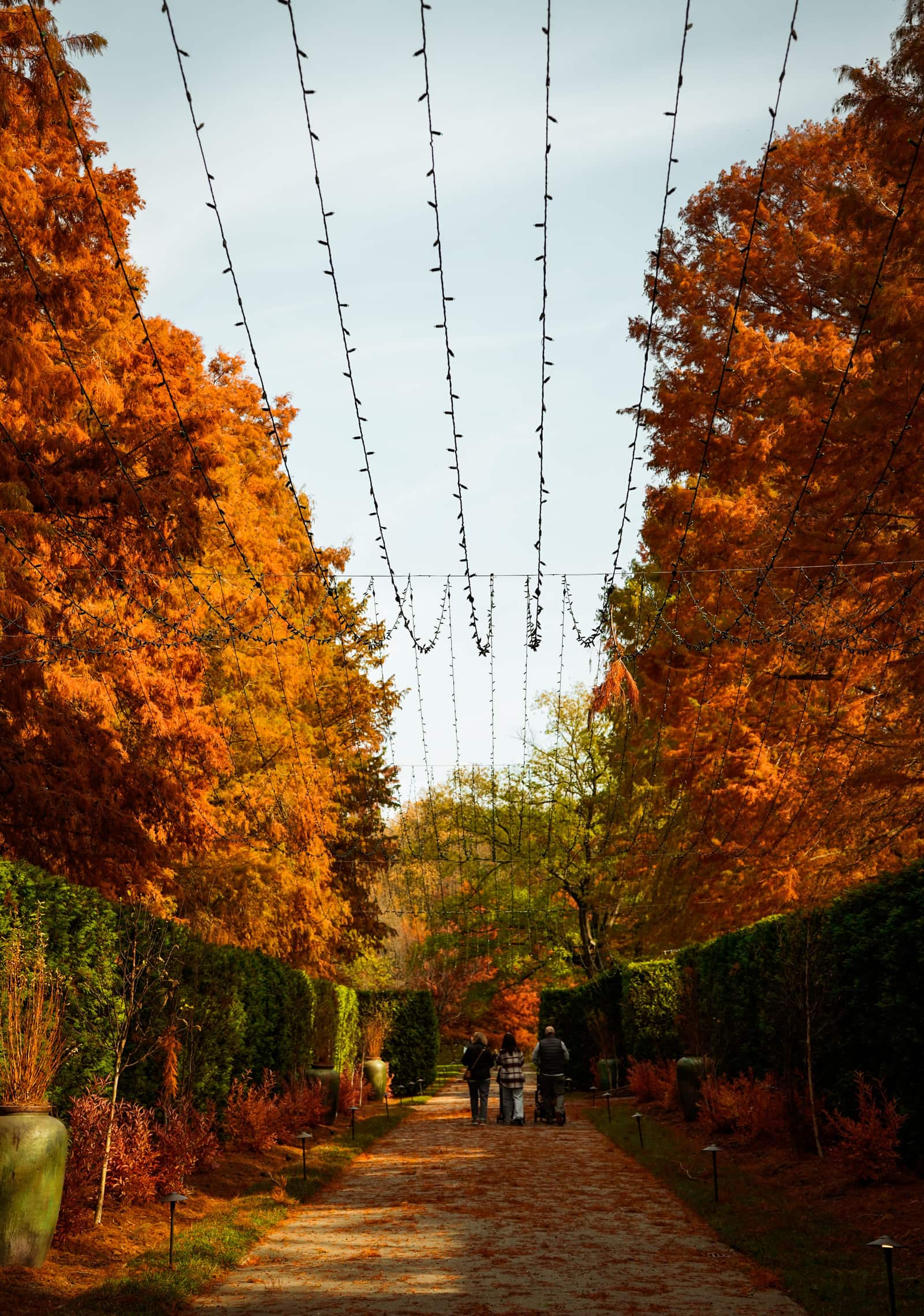 Three people walking down a tree-lined avenue strung with fairy lights, autumn foliage overhead.